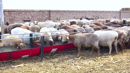 念好“羊”經(jīng)發(fā)“羊財(cái)”——畜牧漁業(yè)飼料銷售的創(chuàng)新與發(fā)展