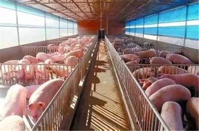 中糧肉食規(guī)劃2022年形成1000萬頭生豬產(chǎn)業(yè)鏈，助力畜牧漁業(yè)飼料銷售增長