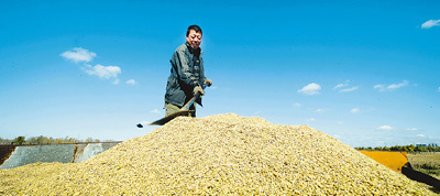 肉雞市場(chǎng)轉(zhuǎn)淡 矮腳黃母雞銷量下滑分析