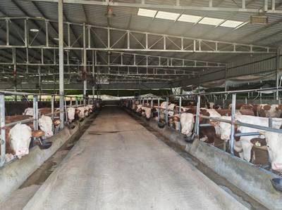 川東北最大蛋雞園投苗，助力畜禽產(chǎn)業(yè)沖刺“雙過半”——羅靖調(diào)研閬中農(nóng)業(yè)經(jīng)濟(jì)新增長點(diǎn)